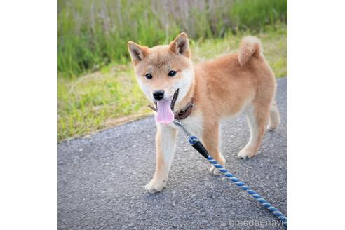 成約済の千葉県の豆柴-240690の2枚目